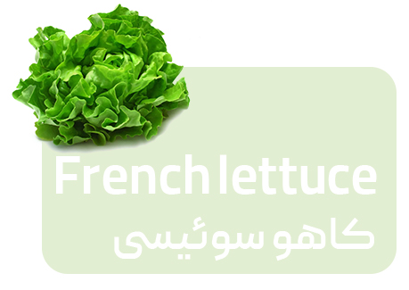کاهو فرانسوی