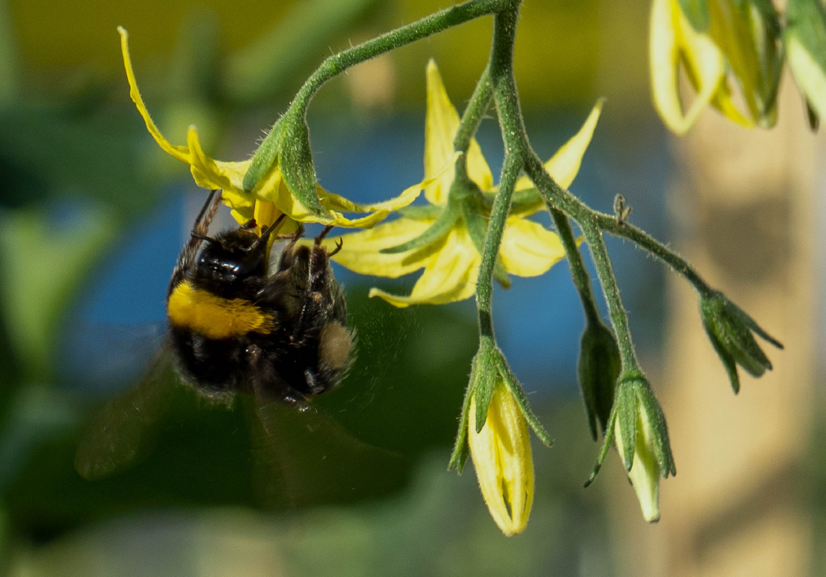 کنترل آفات به روش طبیعی