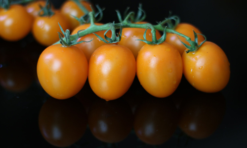 گوجه فرنگی