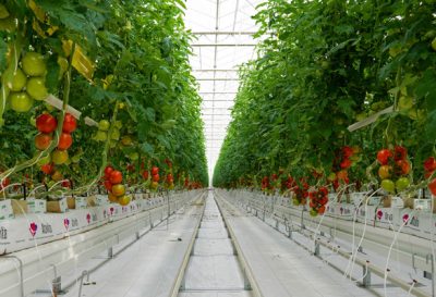 گلخانههای هیدروپونیک آتاویتا