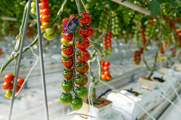 صادرات گوجه فرنگی آتاویتا