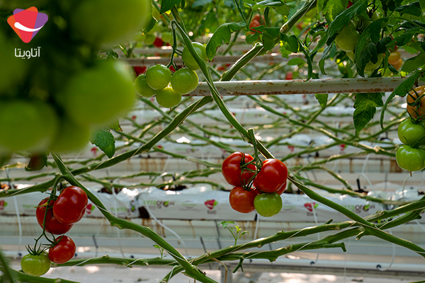 صفر تا صد کاشت هیدروپونیک گوجه فرنگی