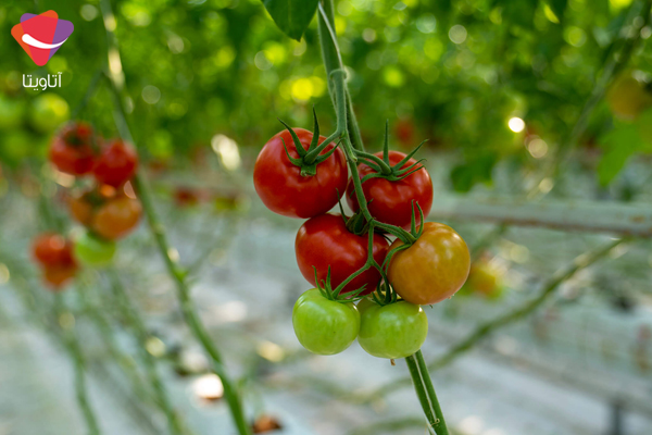 صفر تا صد کاشت هیدروپونیک گوجه فرنگی