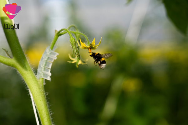 زنبور بامبل یا Bumble bee چیست؟