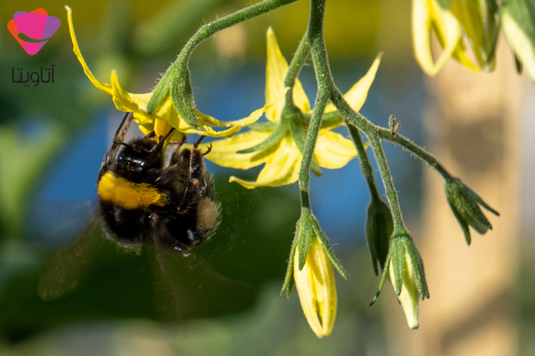 گرده افشانی طبیعی در گلخانه با استفاده از زنبور عسل و سایر حشرات مفید