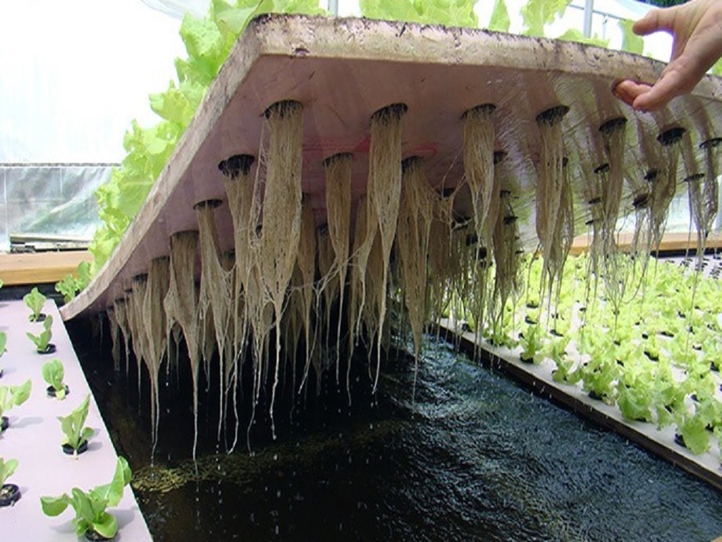 سیستم‌های هیدروپونیک با ریشه در آب